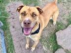 Adopt BELLA a American Staffordshire Terrier, Mixed Breed