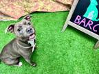 Adopt TILLIE a Staffordshire Bull Terrier, Mixed Breed
