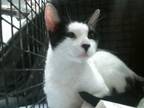 Adopt PENNY a Domestic Short Hair