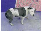 Adopt INDY a American Staffordshire Terrier, Mixed Breed