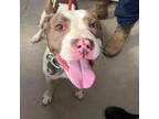 Adopt Biscuit a Pit Bull Terrier