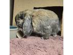 Adopt Willow a Holland Lop