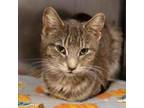 Adopt Miss Finkle a Domestic Short Hair