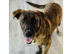 Adopt Dee Dee a Catahoula Leopard Dog, Mixed Breed