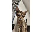 Adopt Sweet-Biscuit a Domestic Short Hair