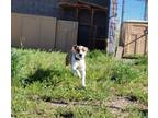 Adopt REBA a Pit Bull Terrier, Mixed Breed