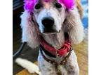 Adopt *Paloma Bird -- Male Dogs/No Cats a Standard Poodle, Great Pyrenees
