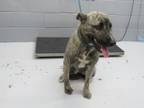 Adopt 86673 a Shepherd, Pit Bull Terrier