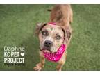Adopt Daphne a Pit Bull Terrier, Mixed Breed