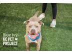 Adopt Blue Ivy a Pit Bull Terrier, Mixed Breed