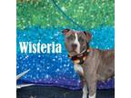 Adopt Wisteria a Pit Bull Terrier