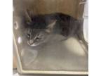Adopt Wormy a Domestic Short Hair