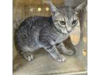 Adopt Storm Chaser a Domestic Short Hair