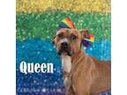 Adopt Queen a Pit Bull Terrier