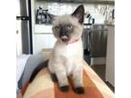 Adopt Nabila Kitten Feta a Domestic Short Hair