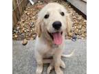 Adopt Lilly a Flat-Coated Retriever, Labrador Retriever