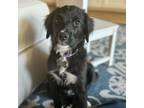Adopt Zola a Flat-Coated Retriever, Labrador Retriever