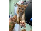 Adopt RED a Domestic Short Hair