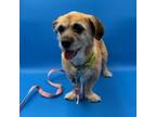 Adopt Scooter a Terrier