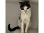 Adopt Jazzy a Domestic Short Hair