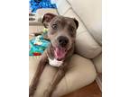 Adopt Nova Lee a Pit Bull Terrier