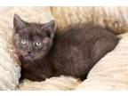 Adopt Outlet a Domestic Short Hair