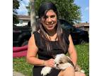 Experienced and Reliable Pet Sitter in Windsor, Ontario - $60 Daily