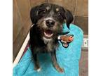 Adopt Lilith a Terrier, Mixed Breed