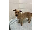 Adopt TINK a Yorkshire Terrier, Mixed Breed