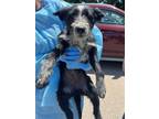 Adopt Lilo a Terrier, Mixed Breed