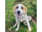 Adopt Sunny3 a Great Pyrenees, Golden Retriever