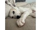 Adopt Myla a Great Pyrenees, Labrador Retriever