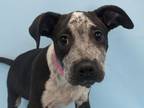 Adopt Piper a Hound, Mixed Breed