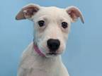 Adopt Pearly a Hound, Mixed Breed