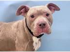 Adopt Lilah a Pit Bull Terrier, Mixed Breed