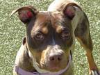 Adopt Monica a Pit Bull Terrier, Mixed Breed