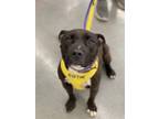 Adopt SPECK a Pit Bull Terrier