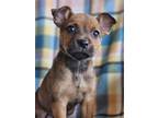 Adopt Cabbage Patch a Mixed Breed