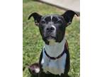 Adopt Lickety Split a Pit Bull Terrier, Mixed Breed