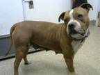 Adopt ARMANI a Pit Bull Terrier, Mixed Breed