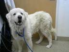 Adopt PEARL a Great Pyrenees, Mixed Breed