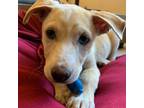 Adopt Penny - adoption fee $125 a Mixed Breed