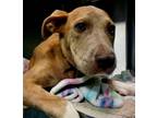 Adopt Jessica a Mixed Breed
