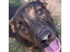 Adopt Lacey a Hound, Mixed Breed