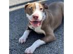 Adopt Denali CFS# 240014819 a Pit Bull Terrier