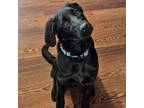 Adopt Angel a Labrador Retriever, Wirehaired Terrier