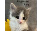 Adopt Peppermint Patty a Domestic Long Hair