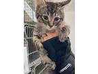 Adopt Chicky a Domestic Short Hair