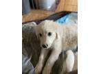 Adopt Kirby a Great Pyrenees