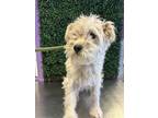 Adopt 56057901 a Terrier, Mixed Breed